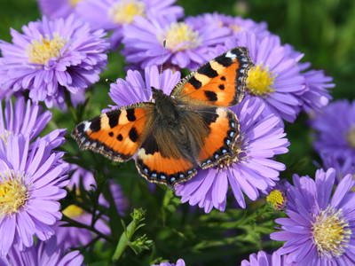 Bild 16 aus  Familie Itzenga "Hof am Turm"
