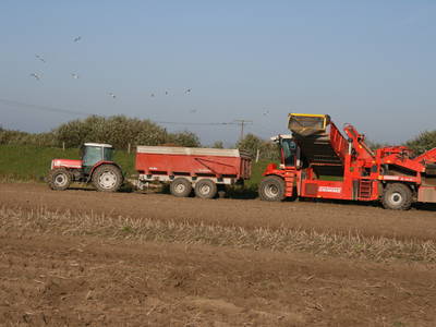 Im September ernten wir unsere Kartoffeln.