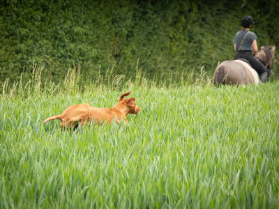 Bild 44 aus  LINDENHOF- BAUERNHOFURLAUB / OSTSEENÄHE