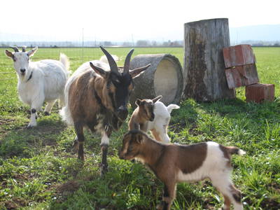 Pucki, Schnucki, Max und Moritz