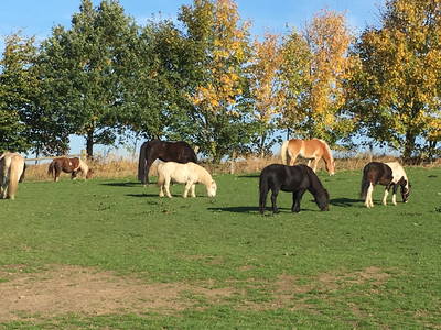 Bild 8 aus  Ferienhof Messer  Bauernhofurlaub  Ostseenähe  Ponys