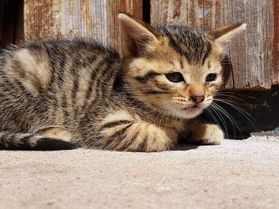 Bild 10 aus  Farnbauernhof