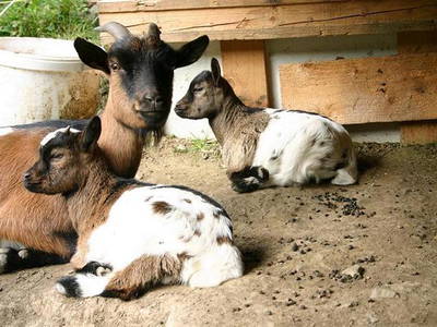 Bild 24 aus  Gerwenshof