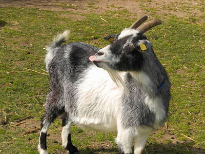 Bild 21 aus  Ferienhof Lucht