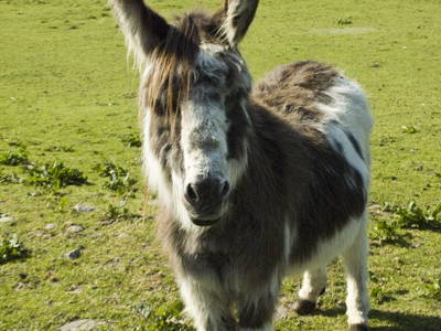 Bild 9 aus  Ferienhof Gerstandt