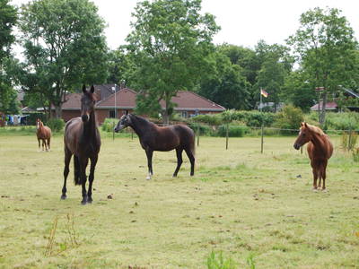 Bild 31 aus  Lindenhof