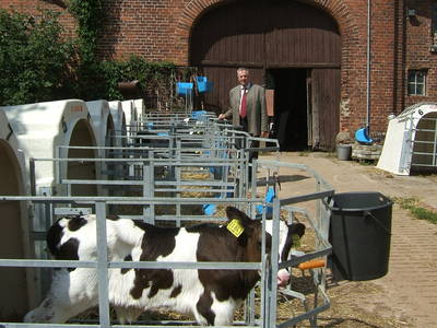 der Hausherr bei seinen Kälbern