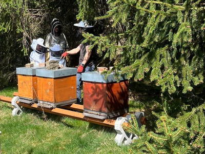 Führung am Bienenstock