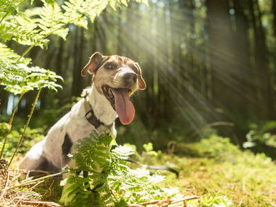 Bild 4 aus  Natur- & Wanderhotel Gasthof Mühle