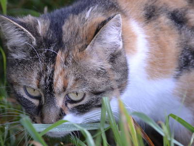 Bild 7 aus  Ferien im Landhaus  Killinger