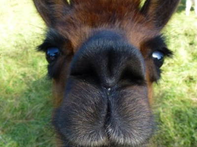 Bild 16 aus  Hof Roßkamp