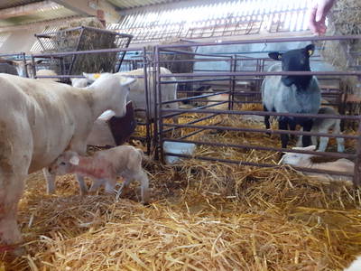 Bild 17 aus  Ferienhof Landfrieden