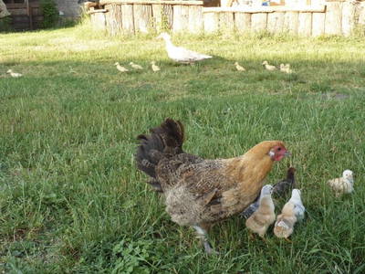 Bild 7 aus  Hof Havelarche