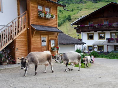 Bild 13 aus  Seppnerhof mit eigener Hofkäserei