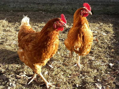 Bild 17 aus  Birkholmhof - mit Biopool und Hot-Tub Whirlpool - für  Familien und Gruppen