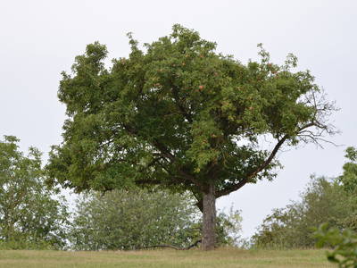 Bild 14 aus  Rouvenhof