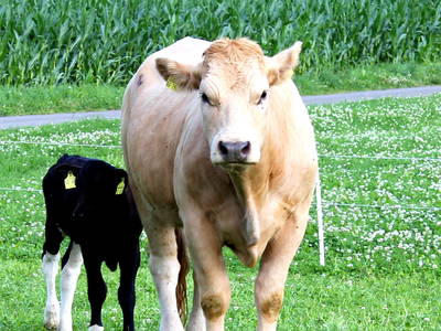 Bild 11 aus  Wiesenberghof