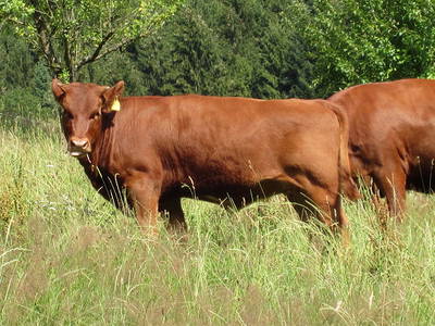 Bild 25 aus  Vettererhof