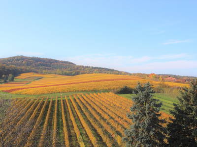 Bild 6 aus  Zum Wolffenturm