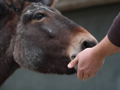 Bild 9 aus  LandSelection Schwarzfelder Hof