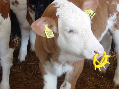 Bild 18 aus  Untersieglerhof