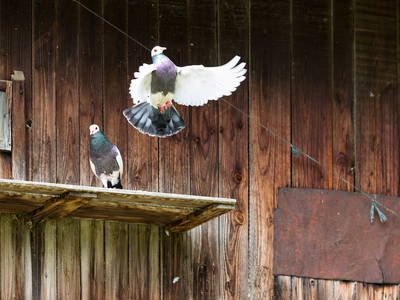 Bild 23 aus  Zaißlhäusl Hof inkl. Chiemgau-Karte ab 1.5.2026