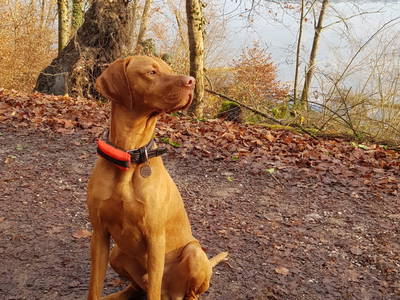 Bild 24 aus  Dürrenhof