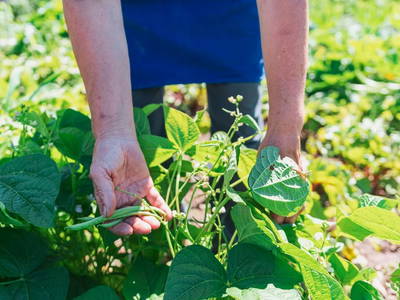 Bild 33 aus  Huber-Hof