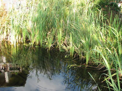 Bild 6 aus  kinderfreundlicher Familienbauerhof