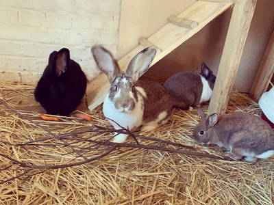 Bild 11 aus  Ferienhof Ritter im Harz