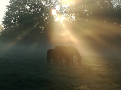 Bild 8 aus  Ferienwohnungen Seehof Reuter