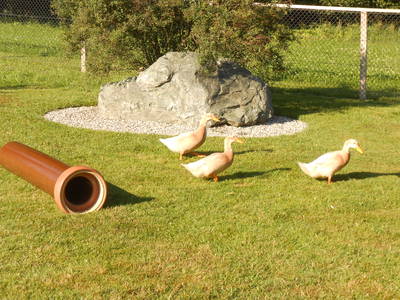 Bild 15 aus  Kaiserhof am See