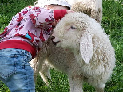 Bild 9 aus  Risthof am Großen Alpsee