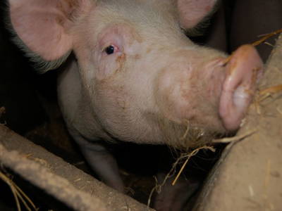 Bild 10 aus  Bauernhof Wehrhoff