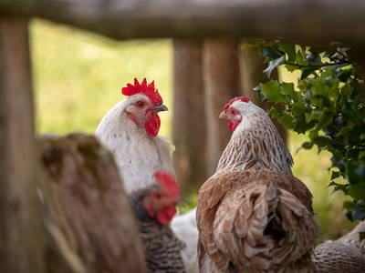 Bild 30 aus  Erharthof - Familie Lautenbacher