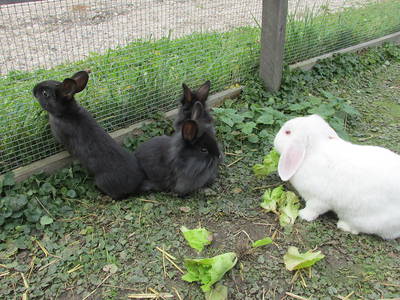 Bild 23 aus  Fillhof