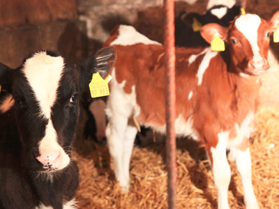 Bild 10 aus  Hof Berensheck