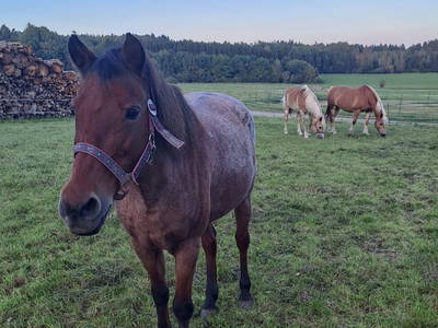 Pferde auf der Weide