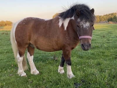 Bild 39 aus  Ferienhof Messer  Bauernhofurlaub  Ostseenähe  Ponys