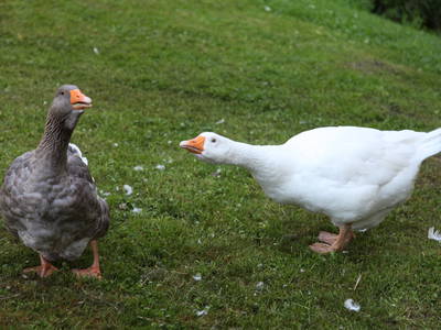 Bild 27 aus  Steinermühle