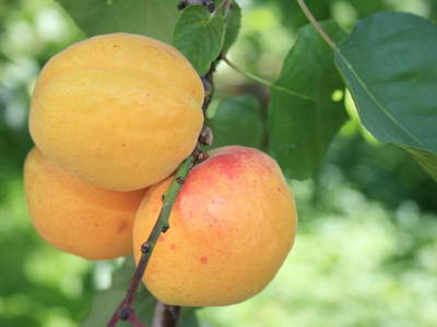 Bild 13 aus  Umsinder Hof