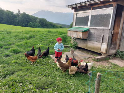 Bild 11 aus  Fuchsbauernhof