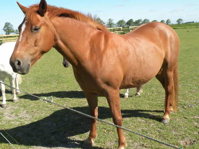 Bild 34 aus  Hof Sassen