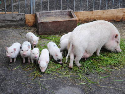 Bild 12 aus  Hof Kaltofen