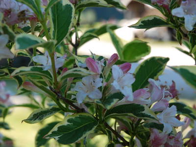 Bild 49 aus  Masererhof - Ferienbauernhof im Chiemgau