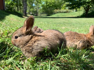 Bild 28 aus  Gut Pälitzhof