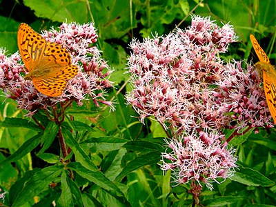 Bild 19 aus  AlpenFerienLandhaus Müller