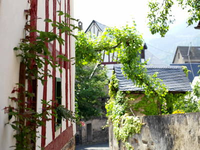 Bild 4 aus  Weingut Borchert, Springiersbacher Hof