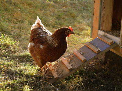 Bild 17 aus  Sternenhof