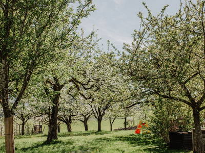 Bild 11 aus  Hainzlmeirhof mit Blick in die Berge